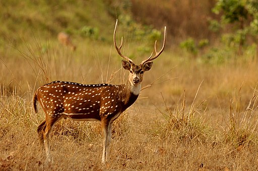 Chital, or Axis deer. 